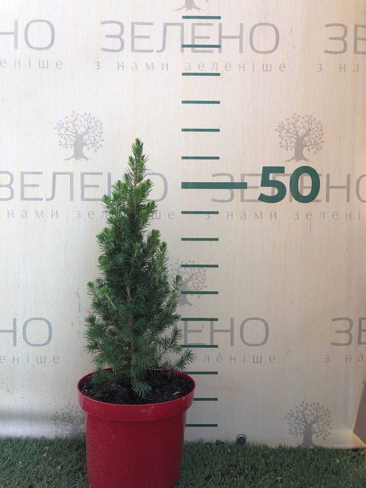 Новорічна Ялина Коніка (червоний горщик). Ялинки в горщиках, гурт