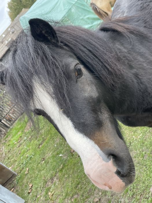 Sprzedam kucyka- ogiera