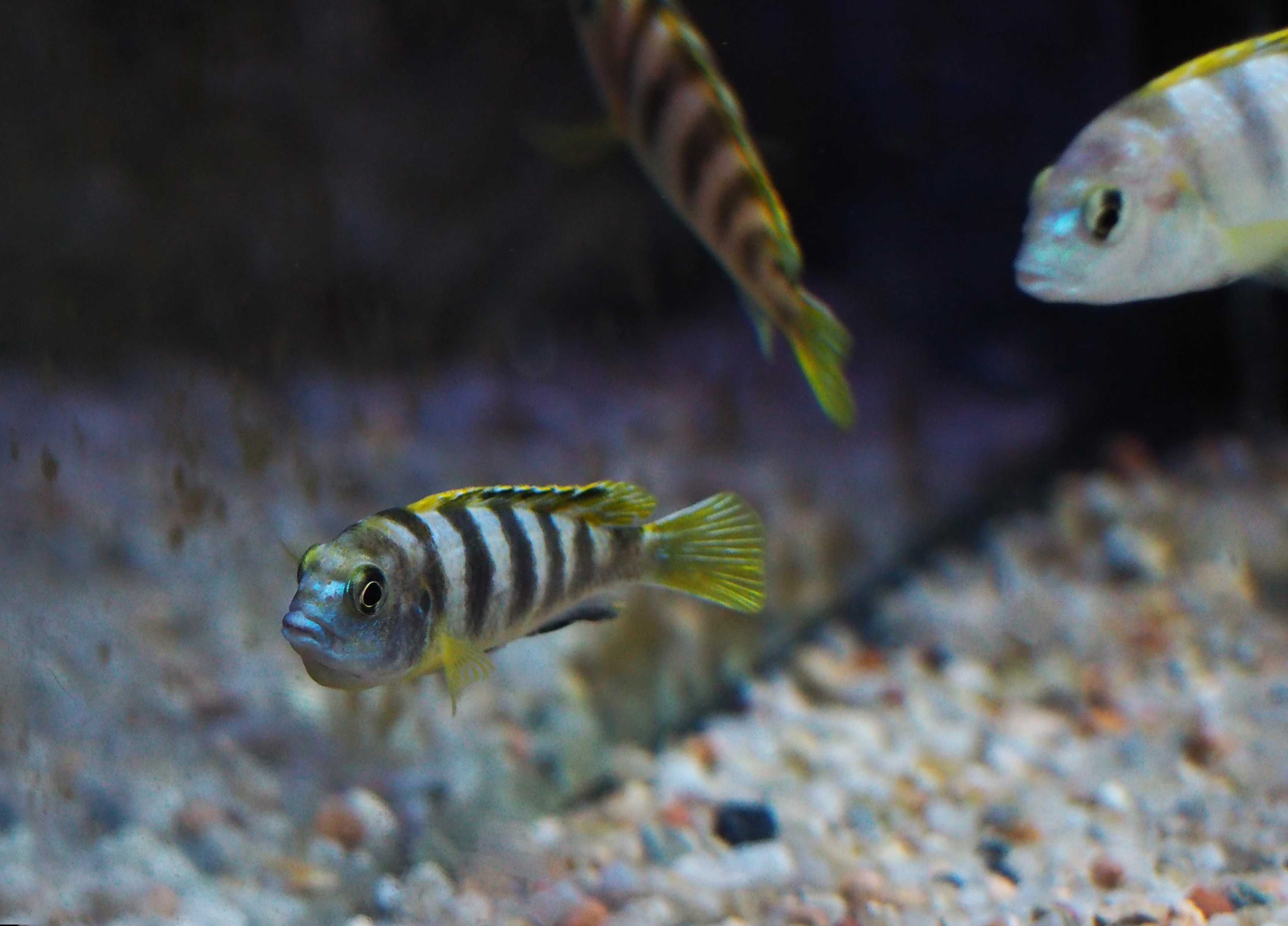 Labidochromis sp perlmutt Higga Reef pyszczaki Malawi World