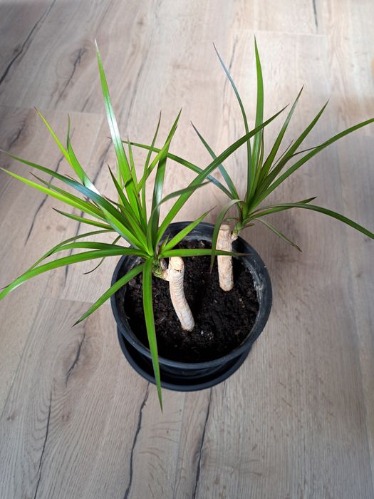 Dracena 3 sadzonki ‐ cena za 1 doniczkę