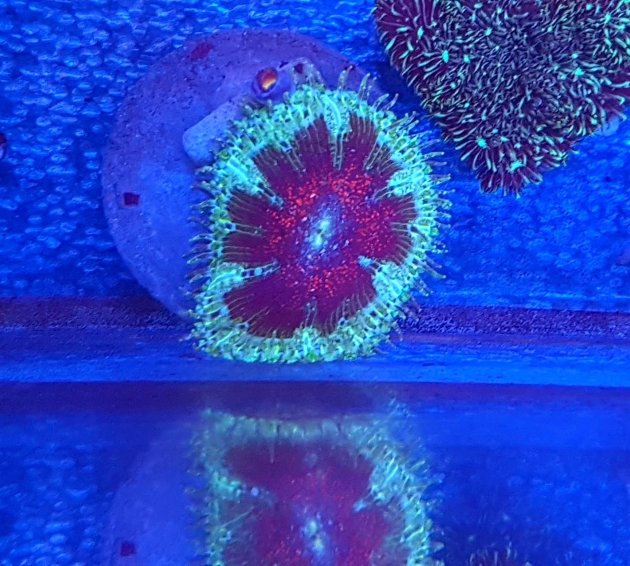 Crucifer red . Koralowiec . Akwarium morskie