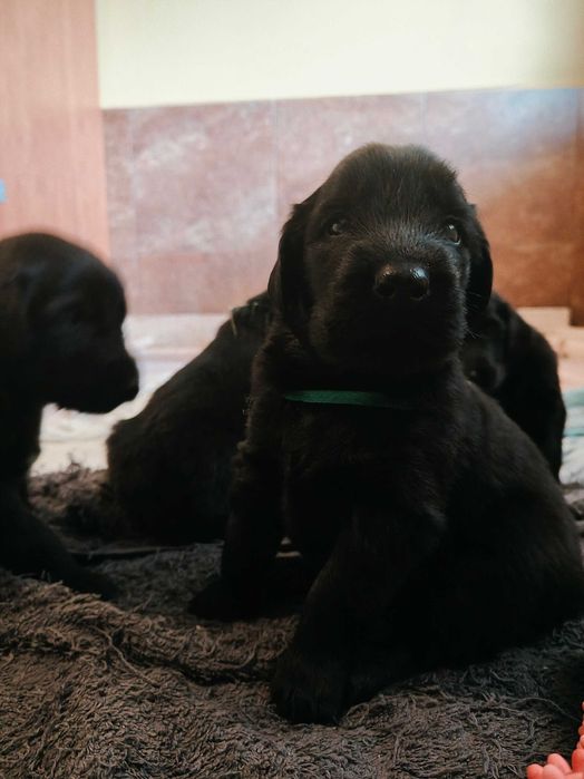 Flat Coated Retriever szczeniak