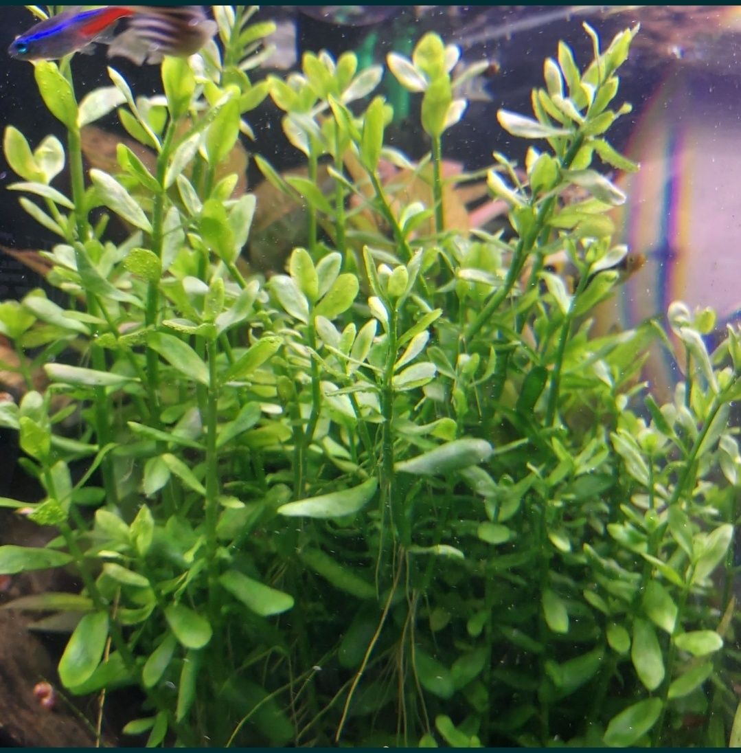 Bacopa Monieri 10szt roślina do akwarium roślina akwariowa