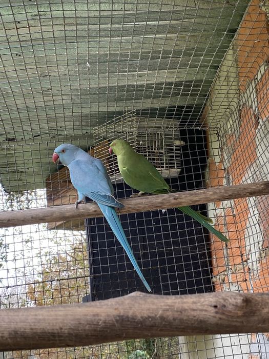 ring neck casal e gaiola