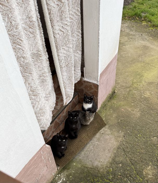 Oddam 4 urocze małe kotki - szukają domów