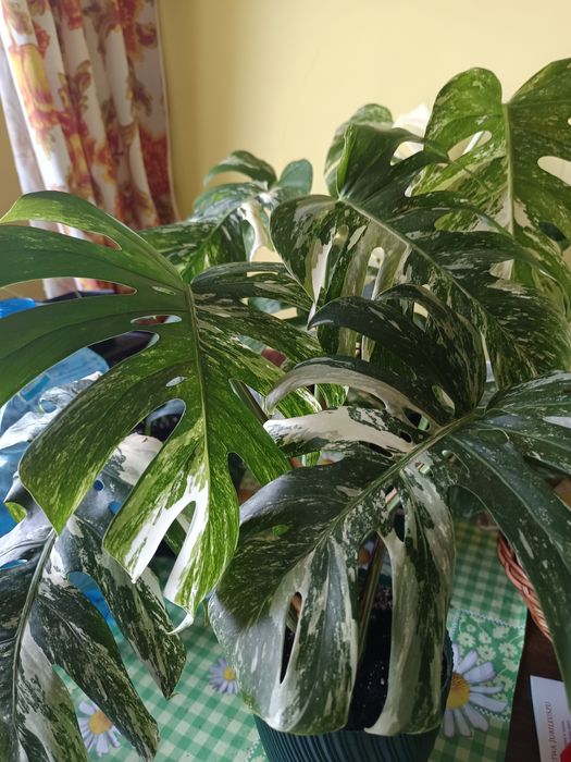 Monstera Variegata