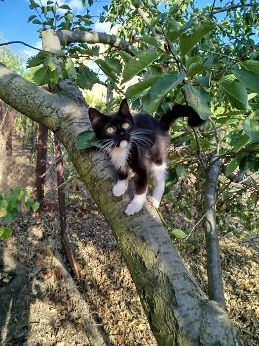 Шикарная Кира, 5 месяцев! Девочка)