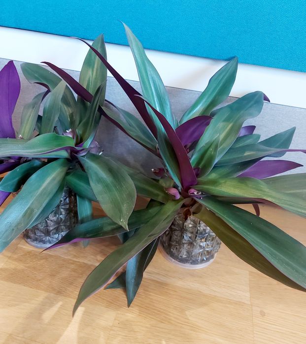 Комнатный цветок Рэо (Рео)