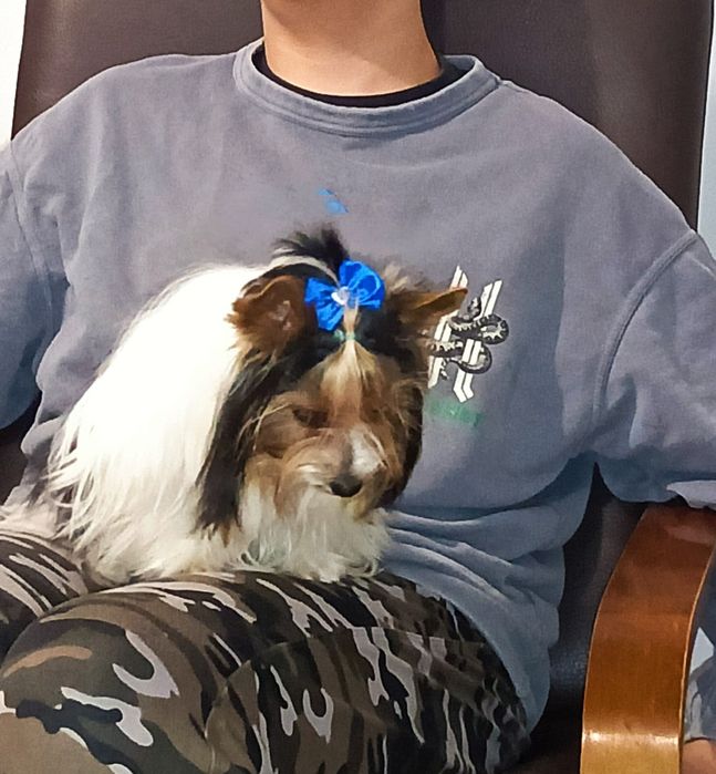 Yorkshire terrier  piesek
