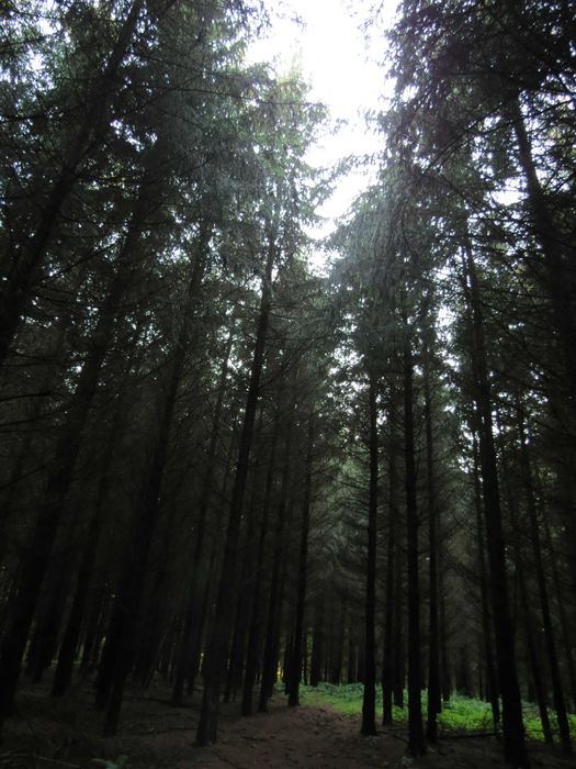 Sprzedam las świerkowy i sosnowy