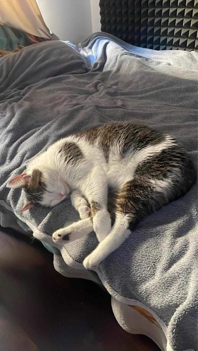 Kotek Franciszek Kikulec do adopcji