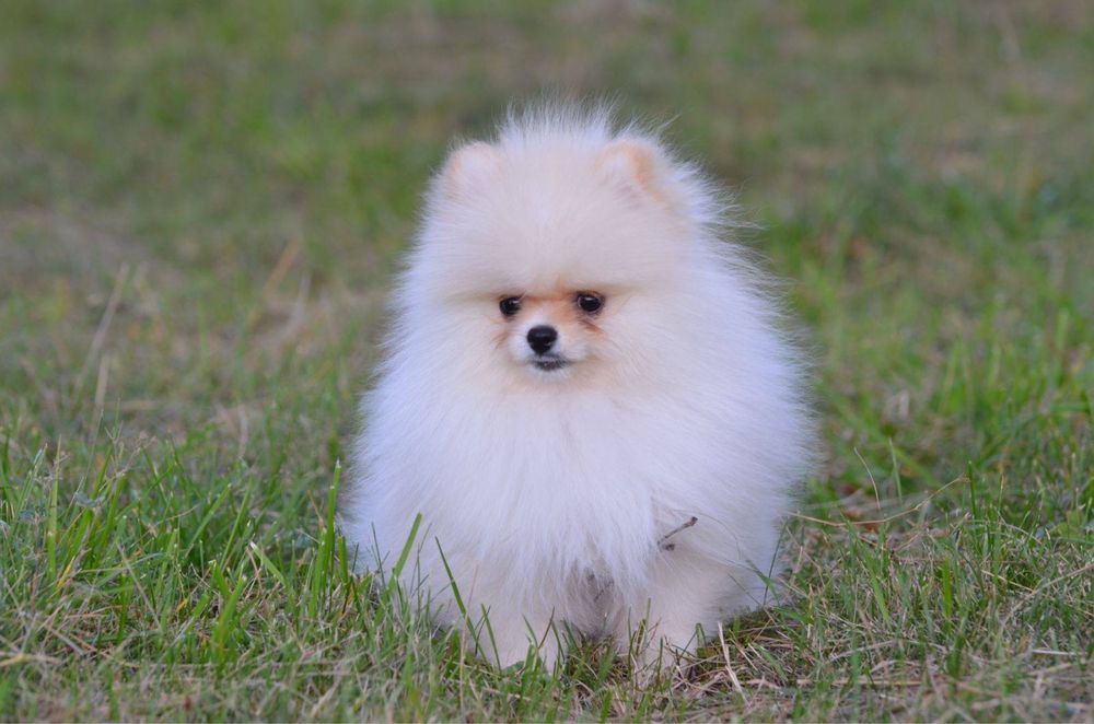 Гарненька крем дівчинка