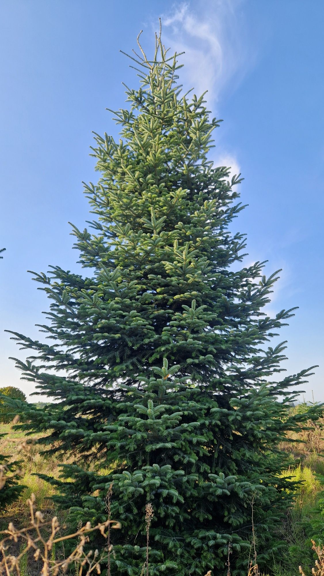 Jodla kaukaska 200-270cm 55 zl producent choinki