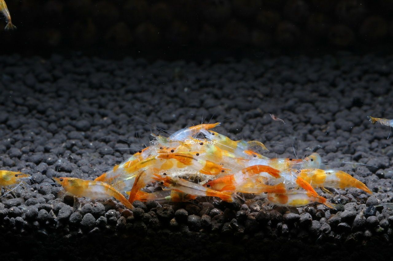 Krewetki Neocardina Orange Rili