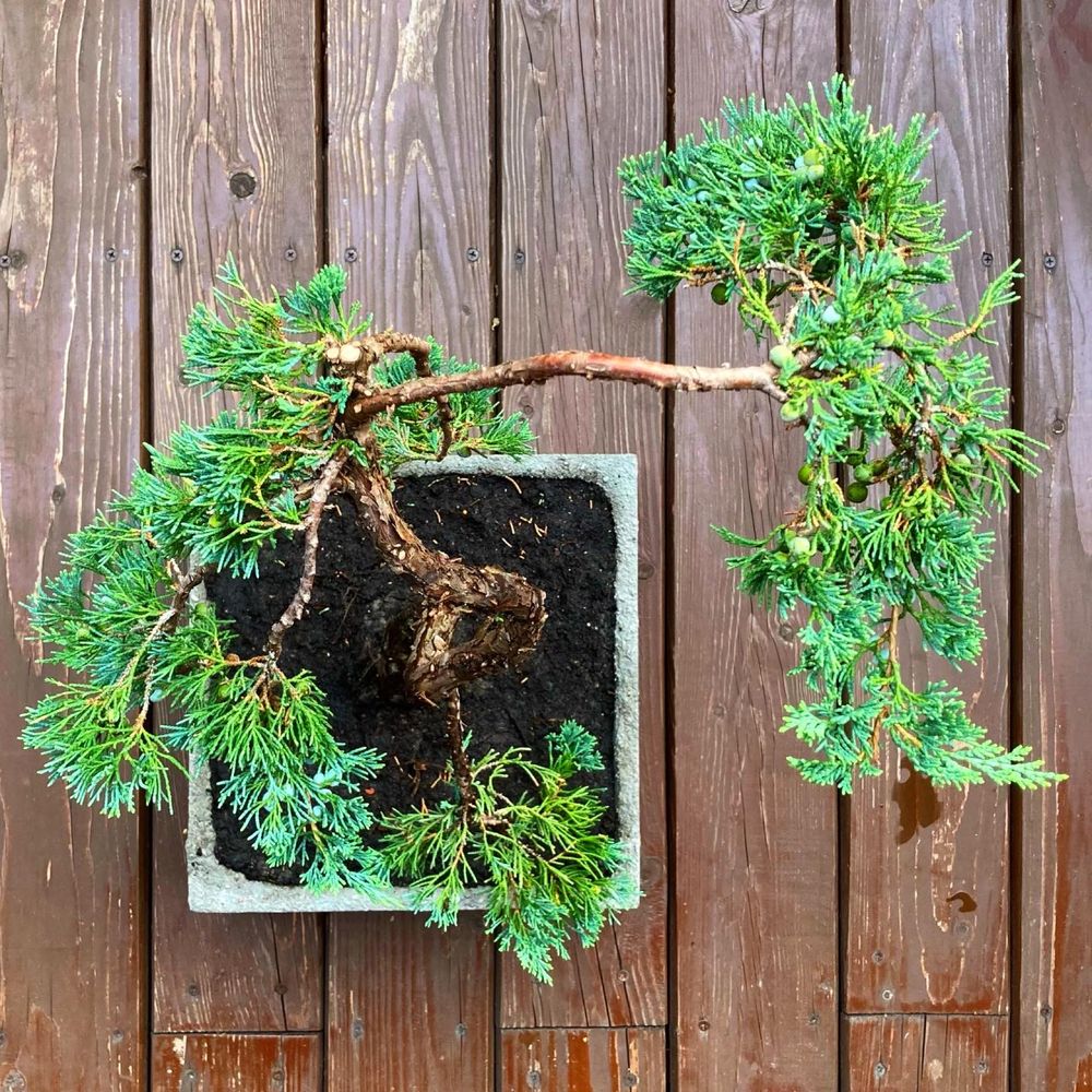 Bonsai w ręcznie wykonanej donicy z betonu