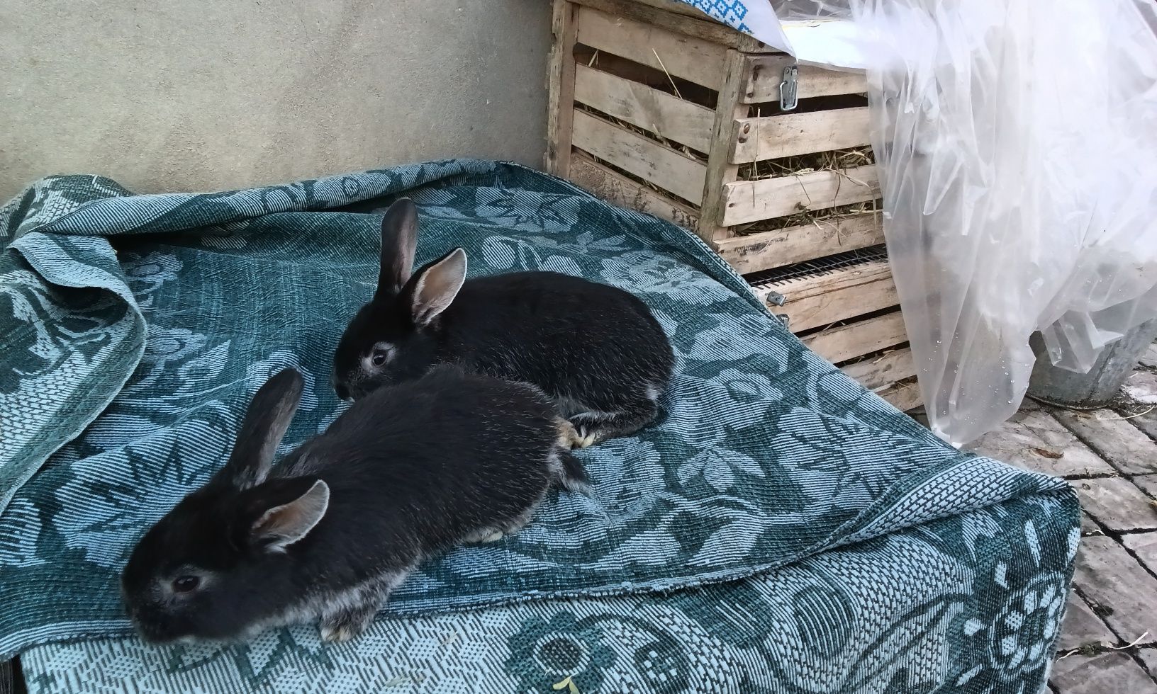 Кролики породи Білоості є самець і самка віком до 2 місяців