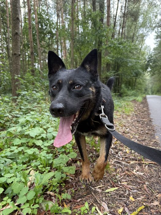 Wierny jak nikt – czeka na swojego człowieka