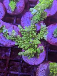 Acropora Green koralowiec