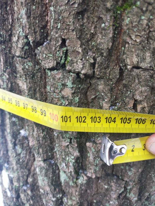 Sprzedam Dęby  na  pniu