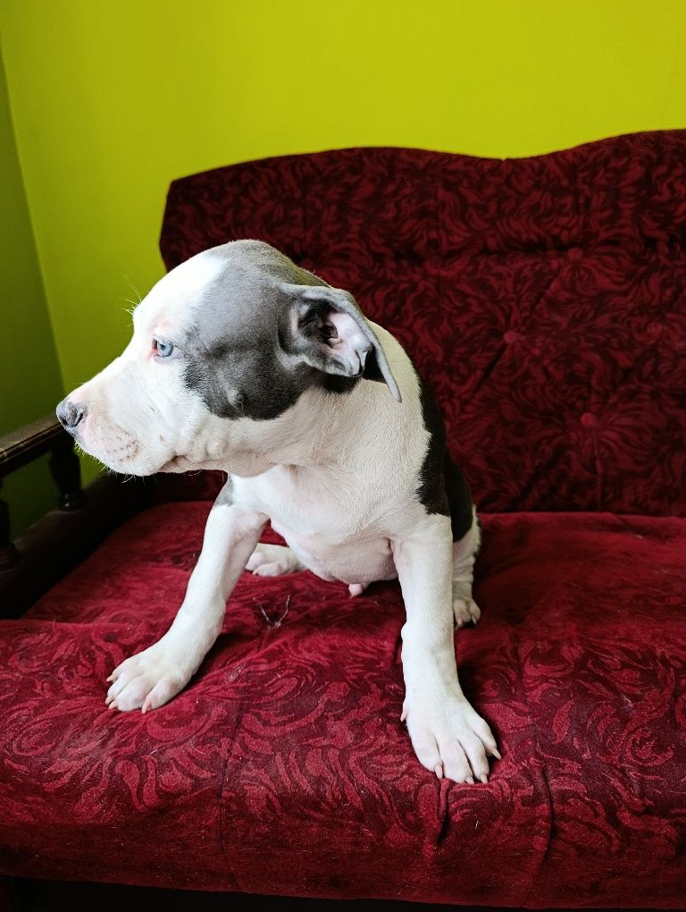 Chłopczyk american staffordshire terrier Amstaff