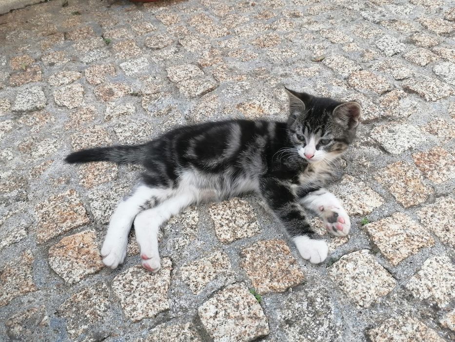 Gatinha pretinha para dar