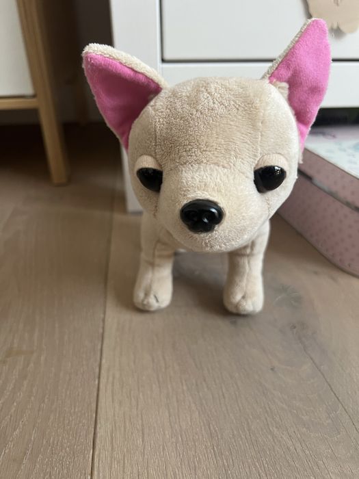 Chichi love chichuahua