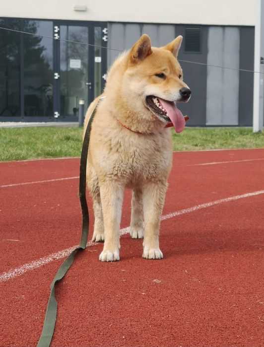 Shiba inu śliczne pieski i suczki ZKwP/FCI