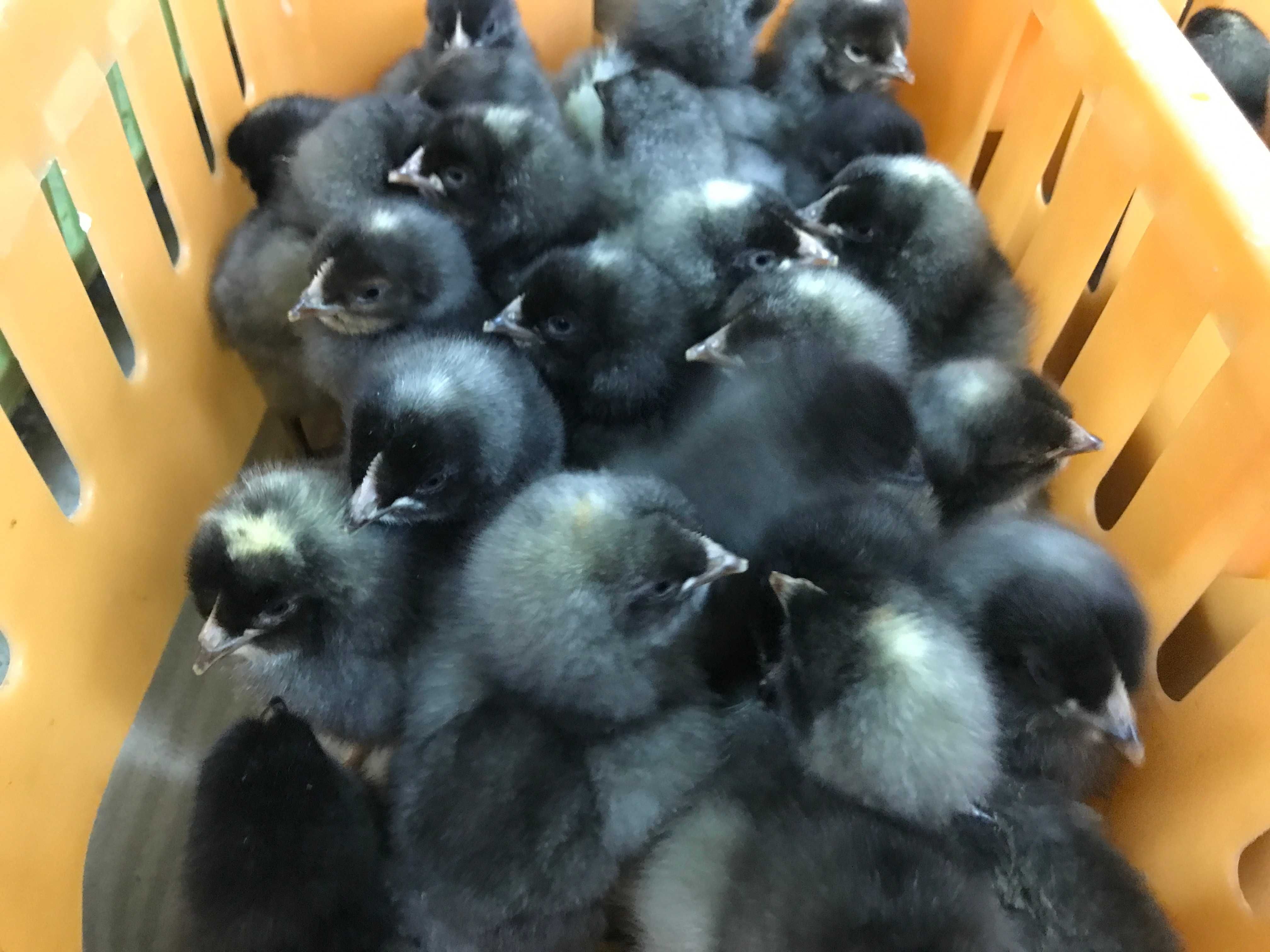 Kurczaki pisklęta nioski, Leghorn, Greenshell, Sussex, Rosa, Araucana