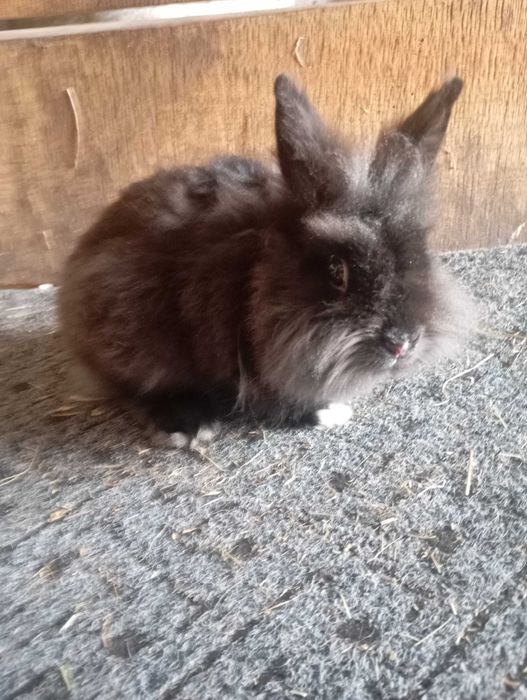 Witam sprzedam króliki karzełki Teddy