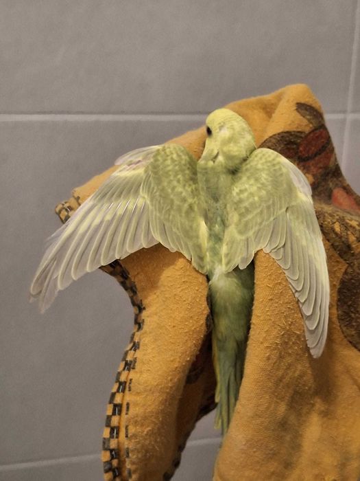 Piriquitos austriacos