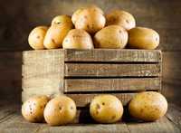 Продам картоплю посадкову та їстівну - Полтавська область