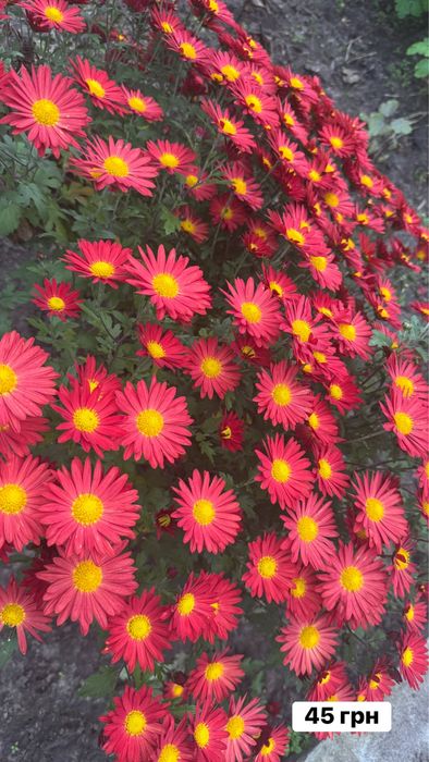 Хризантема різнокольорова