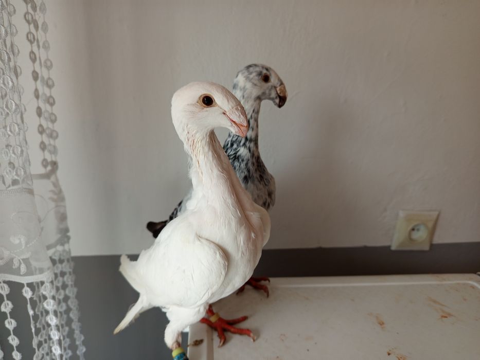 Gołębie niemiecki wystawowy 6szt