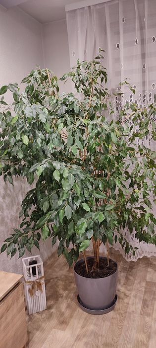 Benjamin fikus  w donicy