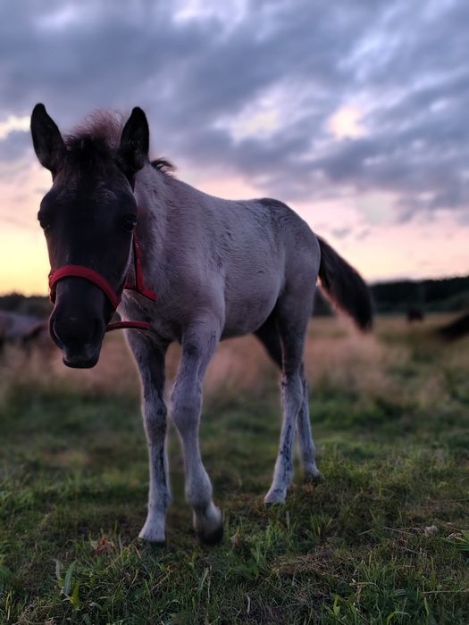 Klacz o świetnym charakterze do dzieci !