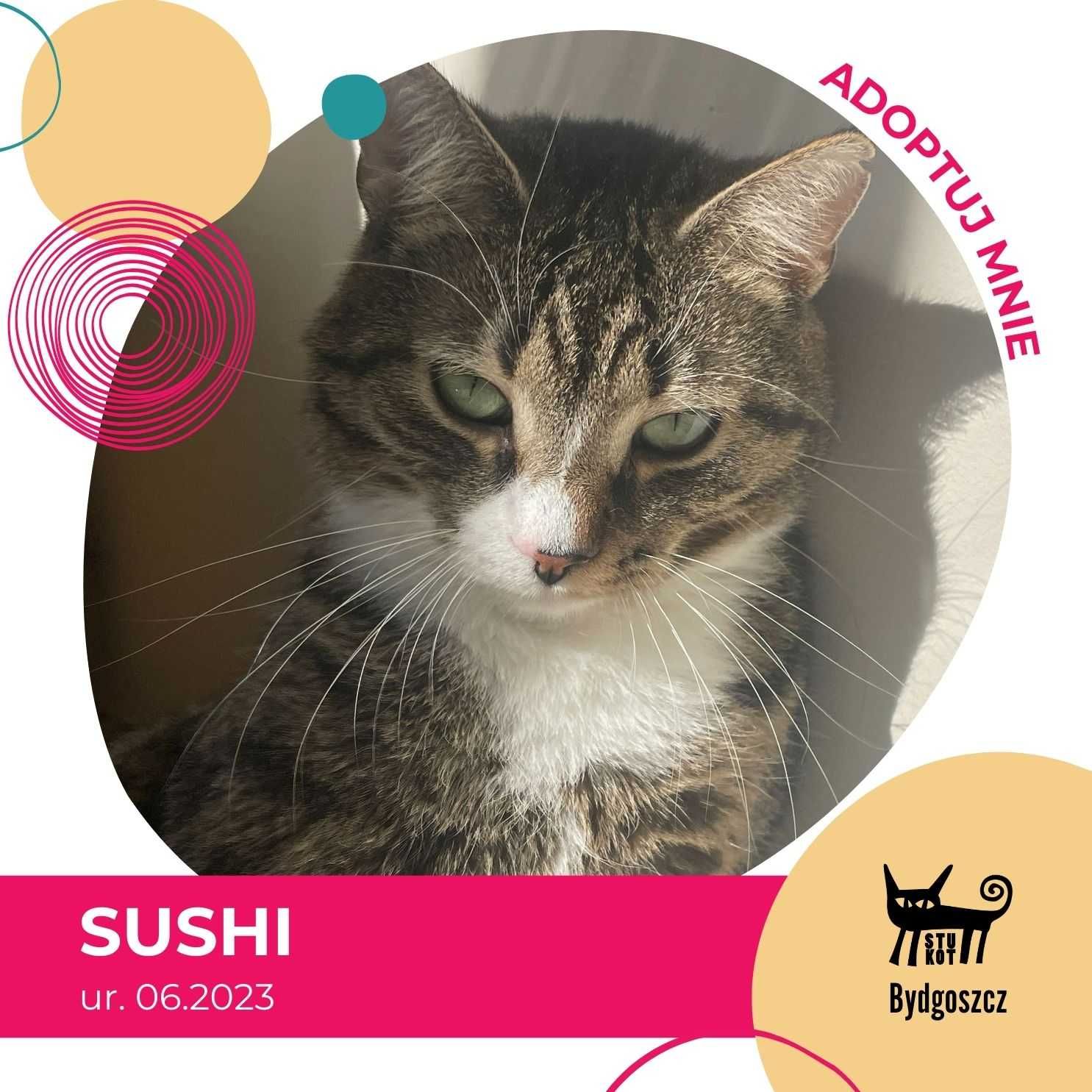 Sushi - kotka do adopcji