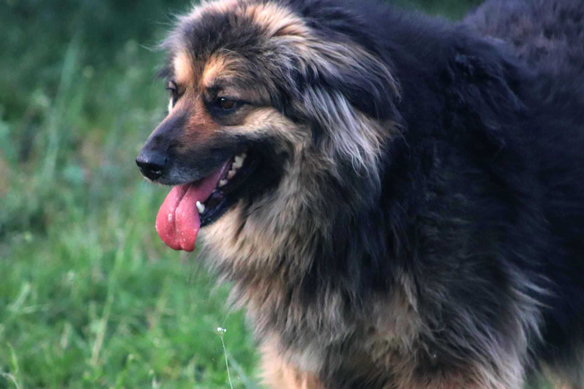 KOLINA czeka na domek