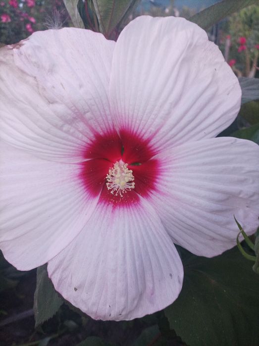 Гібіскуси садові трав'янисті