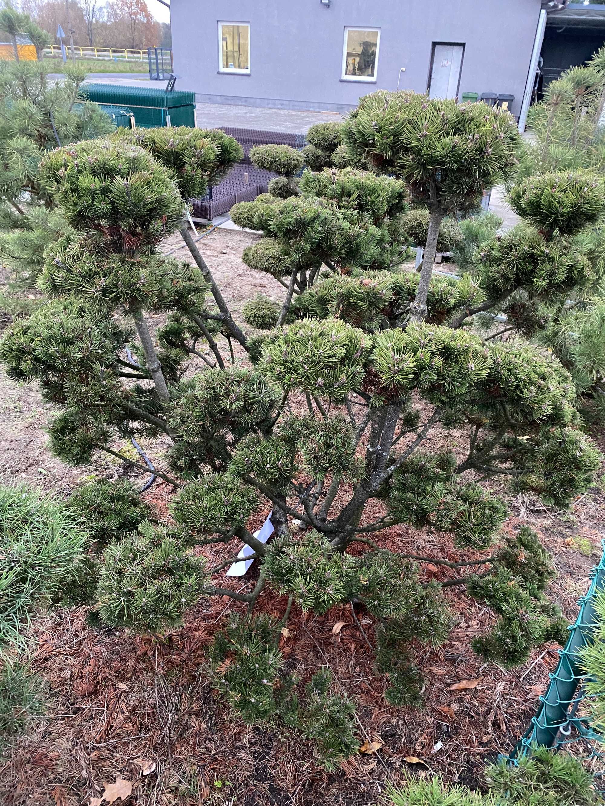 Drzewko Bonsai - Sosna (czarna, pospolita, karłowa)