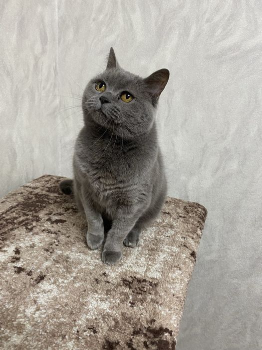 Віддам кицю в добрі руки