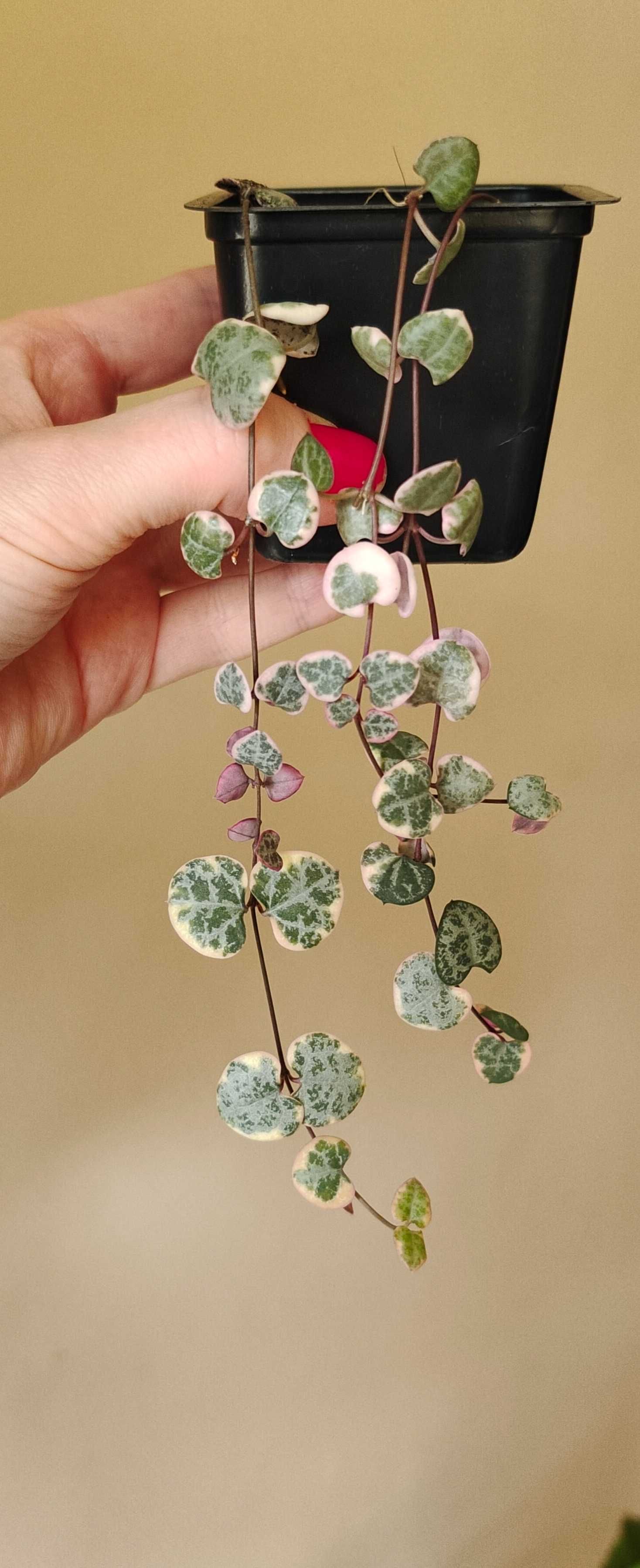 Ceropegia woodii variegata - ukorzeniona, rosnąca sadzonka