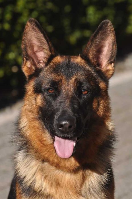 Owczarek niemiecki KRÓTKOWŁOSY SUKA rodowód FCI/ZKwP