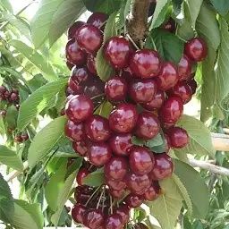 Саджанці плодових дерев