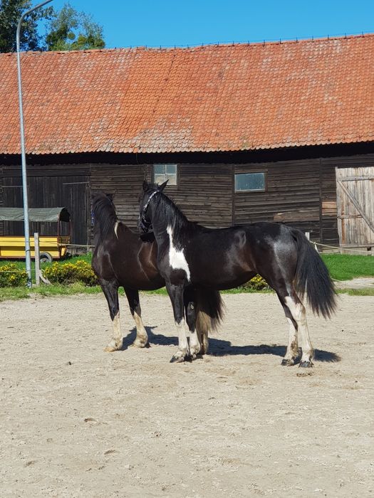 Para karosrokata klacz wałach