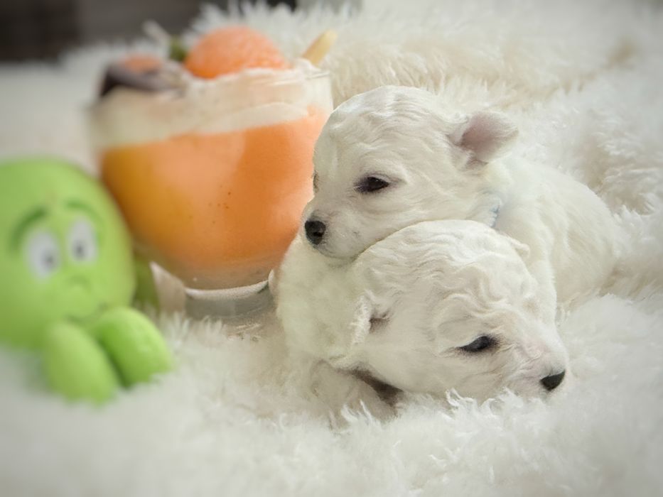 Bichon Frise FCI