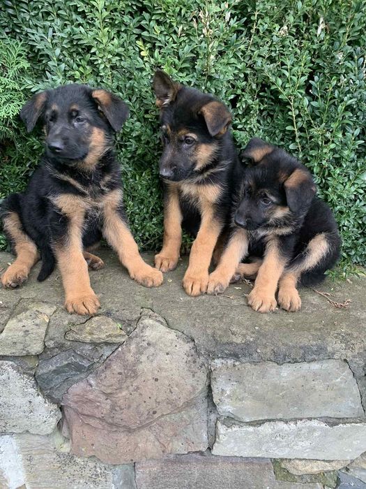 Продаються цуценята