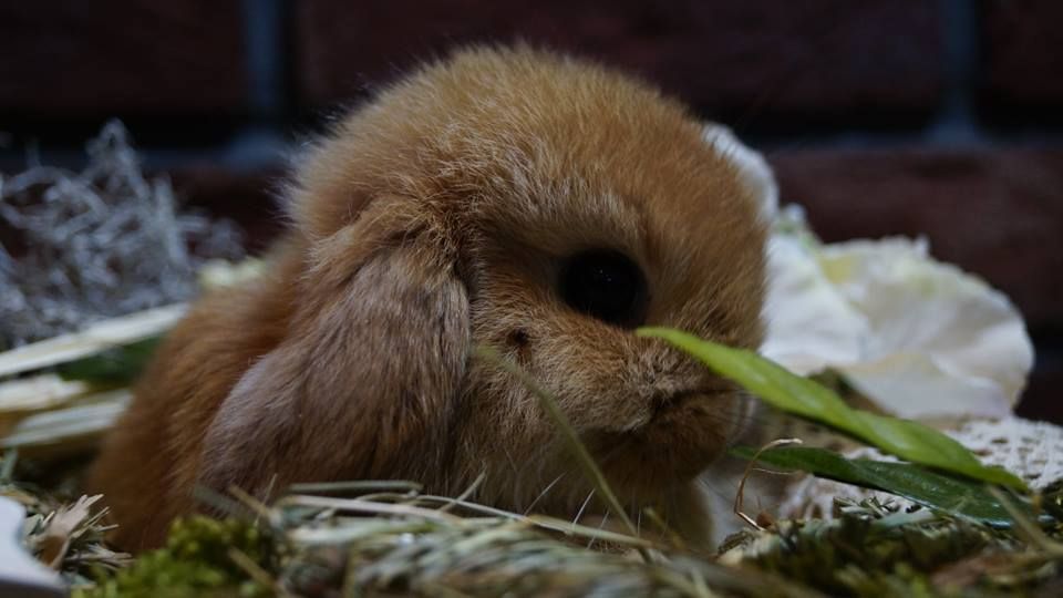 Mini Lop Baranek Miniaturowy Miniaturka Hiszpania Anglia metryka