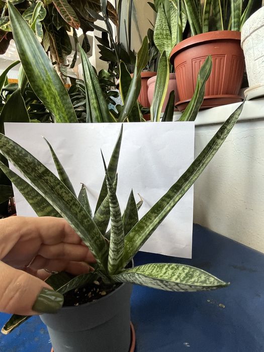 Продам сансівієрії