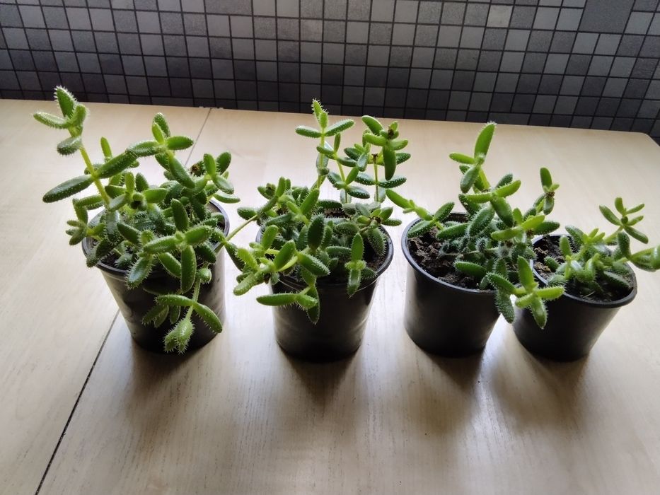 Суккуленты. Продаю свои излишки