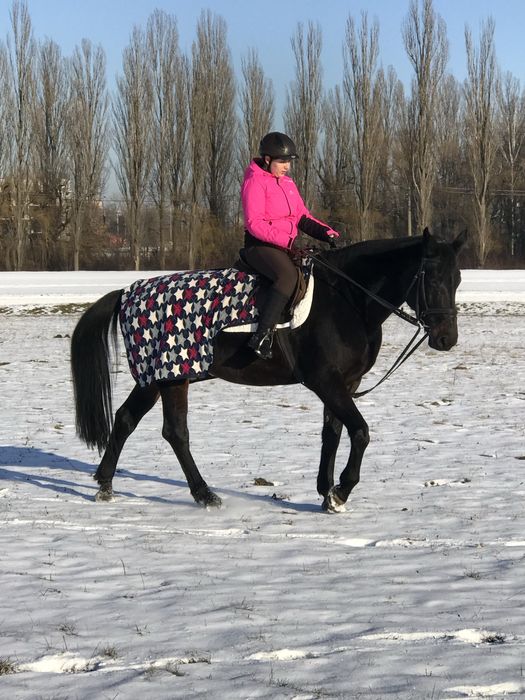 Тренування по конному спорту, основи верхової їзди та прогулянки верхи